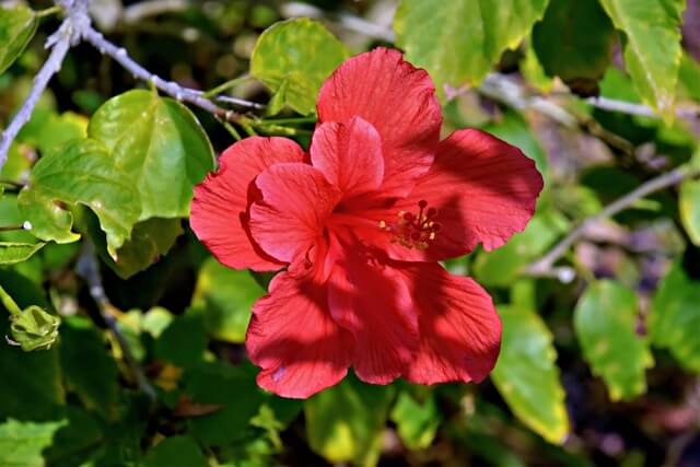hibiskusov-cajj-za-hujsanje (1)
